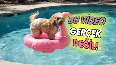 Google'ın Yapay Zekası Ortalığı Salladı! O Video Gerçek Sandılar: İşte Akıl Almaz Görüntüler!